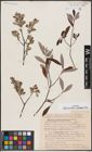 Foto von Salix aurita L. x Salix eleagnos Scop.